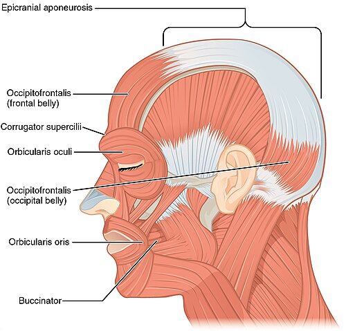 Facial Action Coding System